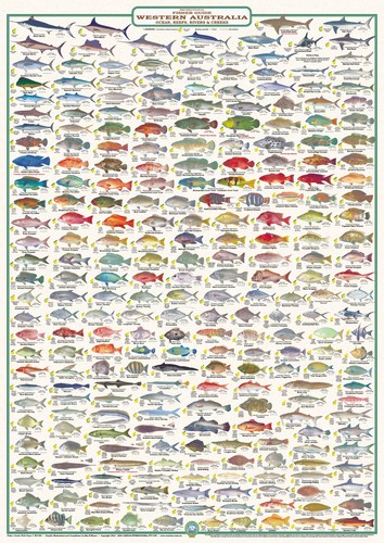 Australian fish identification - fish,